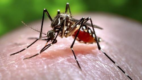 Muỗi là vật trung gian truyền virus Zika