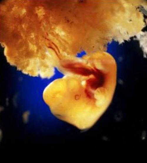 40 ngày, tế bào phôi tạo thành nhau thai, giúp kết nối phôi vào thành tử cung để hấp thu dinh dưỡng, loại bỏ chất thải và trao đổi khí thông qua việc cung cấp máu của người mẹ