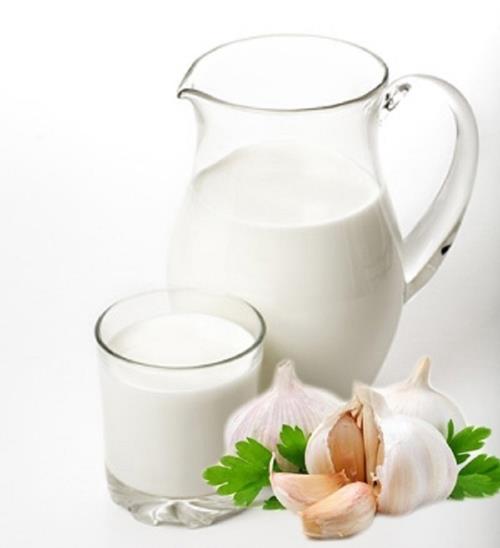 Tỏi là một loại kháng sinh tự nhiên trong khi sữa có tác dụng diệt vi khuẩn có hại